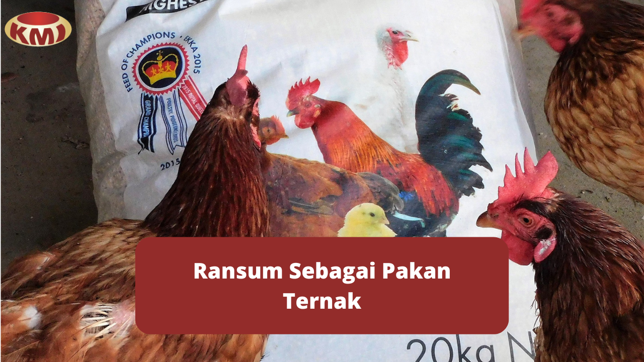 Aspek Penyusunan Ransum Bagi Peternak